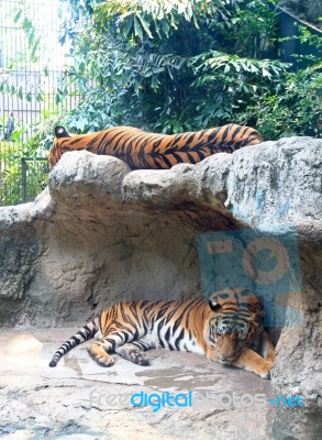 Tigers Sleeping On Rock In Zoo Stock Photo