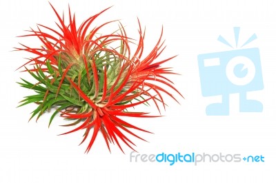 Tillandsia Stock Photo