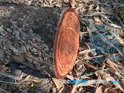 Timber And Leaves On A Nature Background. Texture Background Stock Photo