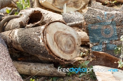 Timber Cutting Stock Photo