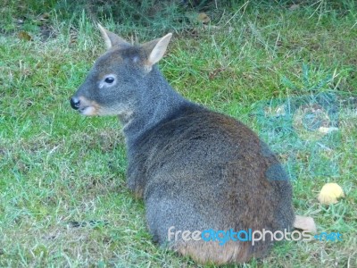 Tiny Animal Stock Photo