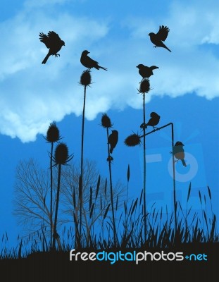 Tiny Birds On Thistles In Autumn Stock Image