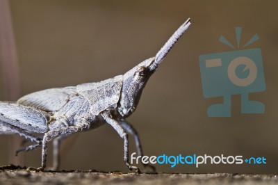 Tiny Grasshopper Stock Photo