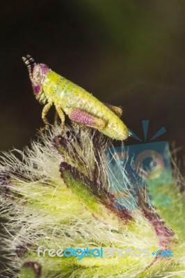 Tiny Green Grasshopper Stock Photo