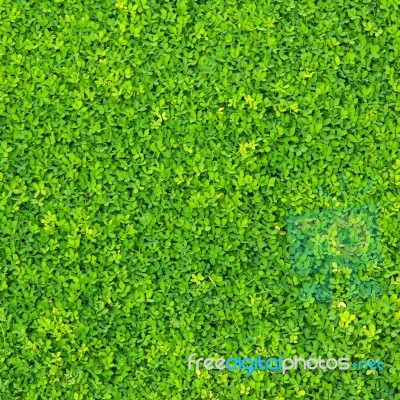 Tiny Green Leaves Stock Photo