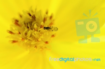 Tiny Insects Forage On Yellow Pollen Stock Photo