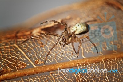 Tiny Spider On Decayed Leaf Stock Photo