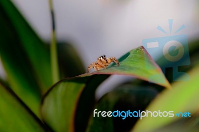 Tiny Spider On The Green Leaf Stock Photo