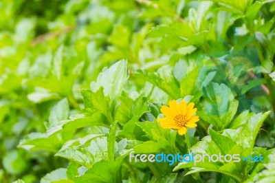 Tiny Yellow Flower And Green Leaves Garden Stock Photo