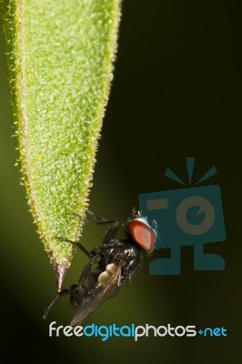 Tip Of Leaf Stock Photo