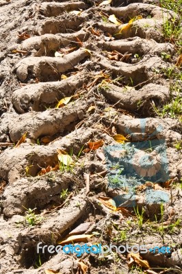 Tire Track Of Tractor On Muddy Road Stock Photo