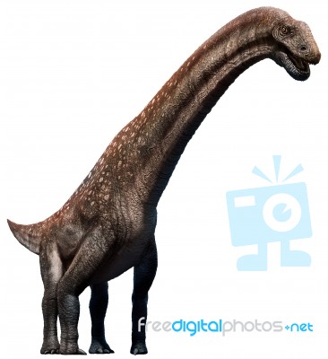 Titanosaurus Stock Image