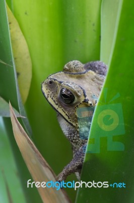 Toad Stock Photo