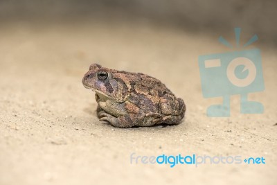 Toad Stock Photo