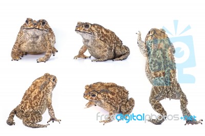 Toad Collection Stock Photo