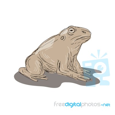 Toad Frog Sitting Side Drawing Stock Image