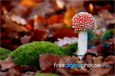 Toadstool Stock Photo