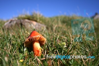 Toadstool Stock Photo