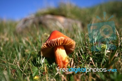 Toadstool Stock Photo