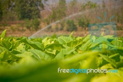 Tobacco Farm Stock Photo