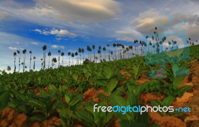 Tobacco Field Stock Photo