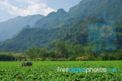 Tobacco Plantation Stock Photo