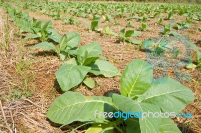 Tobacco Plantations Stock Photo