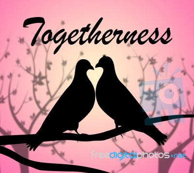 Togetherness Doves Represents Love Birds And Affection Stock Image