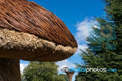 Tom Hare's Fungi Fairy Ring Stock Photo