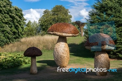 Tom Hare's Fungi Fairy Ring Stock Photo