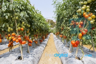 Tomato Farm In Summer In Thailand Stock Photo