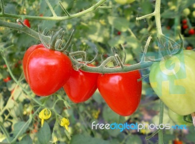 Tomatoberry Stock Photo