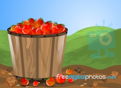 Tomatoes Stock Image