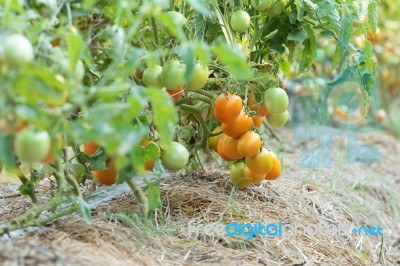 Tomatoes Stock Photo