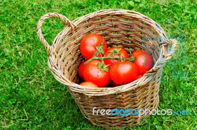 Tomatoes in Bamboo Basket Stock Photo