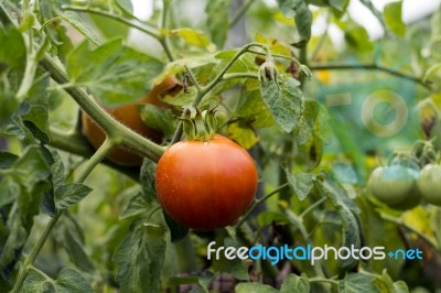 Tomatoes In Garden Stock Photo