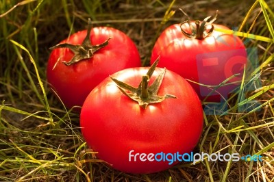 Tomatoes On The Grass Stock Photo