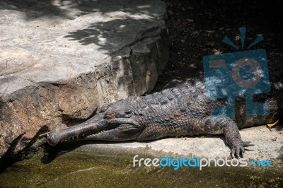 Tomistoma (tomistoma Schlegelii) Resting At The Bioparc Fuengiro… Stock Photo