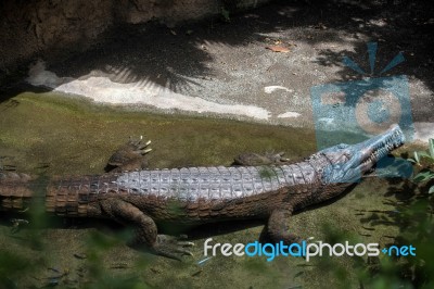 Tomistoma (tomistoma Schlegelii) Resting At The Bioparc Fuengiro… Stock Photo