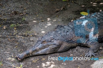 Tomistoma (tomistoma Schlegelii) Resting At The Bioparc Fuengiro… Stock Photo