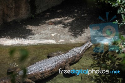 Tomistoma (tomistoma Schlegelii) Resting In A Pool At The Biopar… Stock Photo