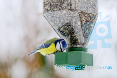 Tomtit Stock Photo