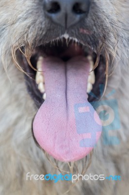 Tongue Of A Domestic Dog Stock Photo