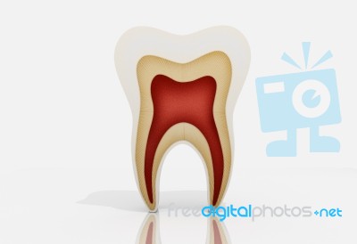 Tooth Stock Image