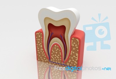 Tooth Stock Image