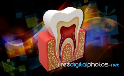 Tooth Stock Image