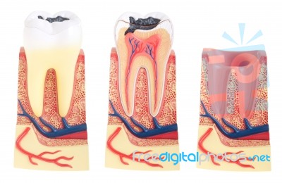 Tooth Anatomy Stock Photo