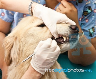 Tooth Cleaning Stock Photo