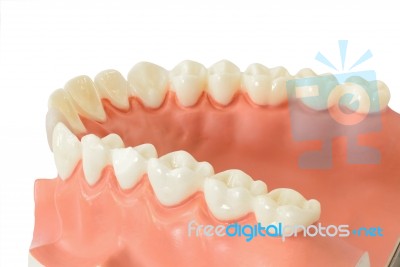 Tooth Model Stock Photo