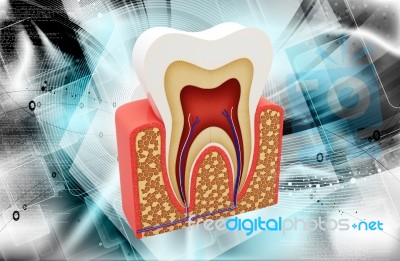 Tooth Structure Stock Image